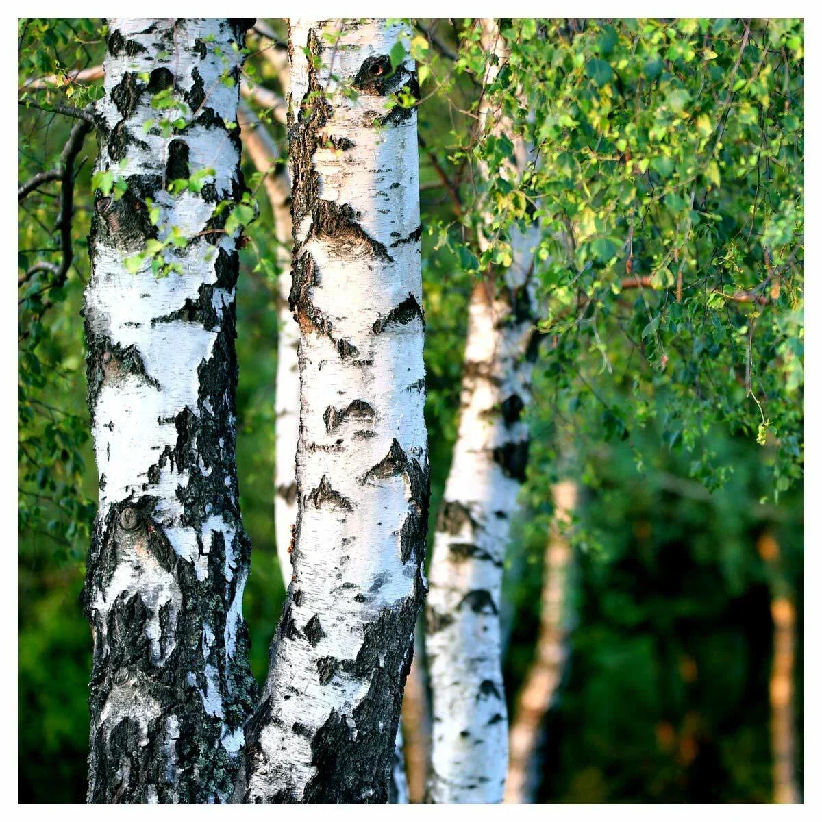10 Silver Birch Native Trees 3-4ft Hedges Betula Pendula, 2 Yr Old & Feathered — alternate product view 4