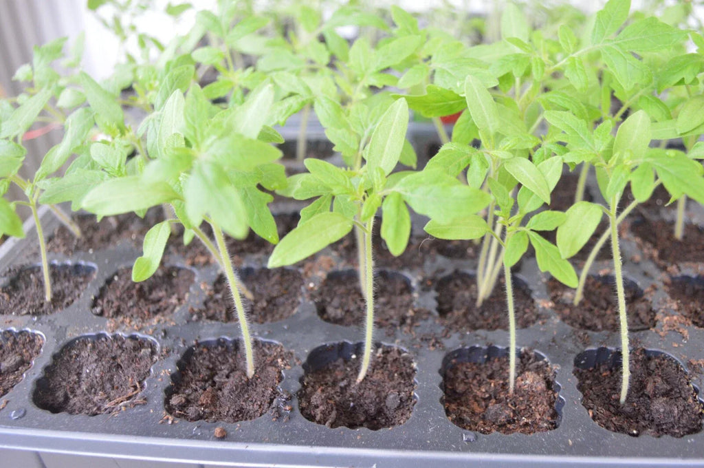 3 × Tomato ‘Moneymaker’ Plug Plants – READY NOW! — alternate product view 3