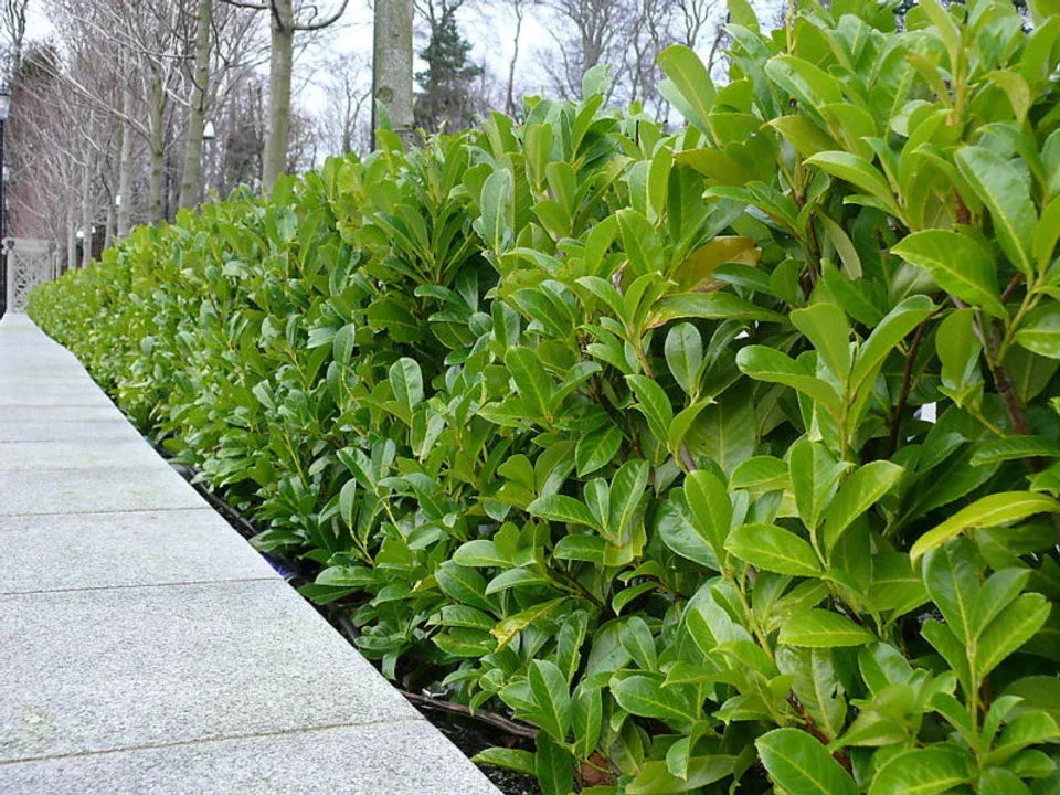 15 Cherry Laurel Evergreen Hedging Plants Fast Growing Shrub 40-60cm Potted — alternate product view 5