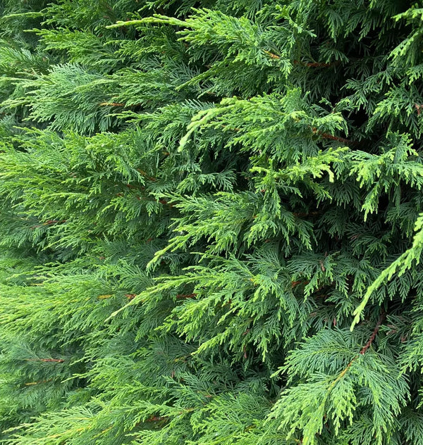 Green Leylandii Hedging Plants – 3–4 ft, 3 L Pots — alternate product view 2