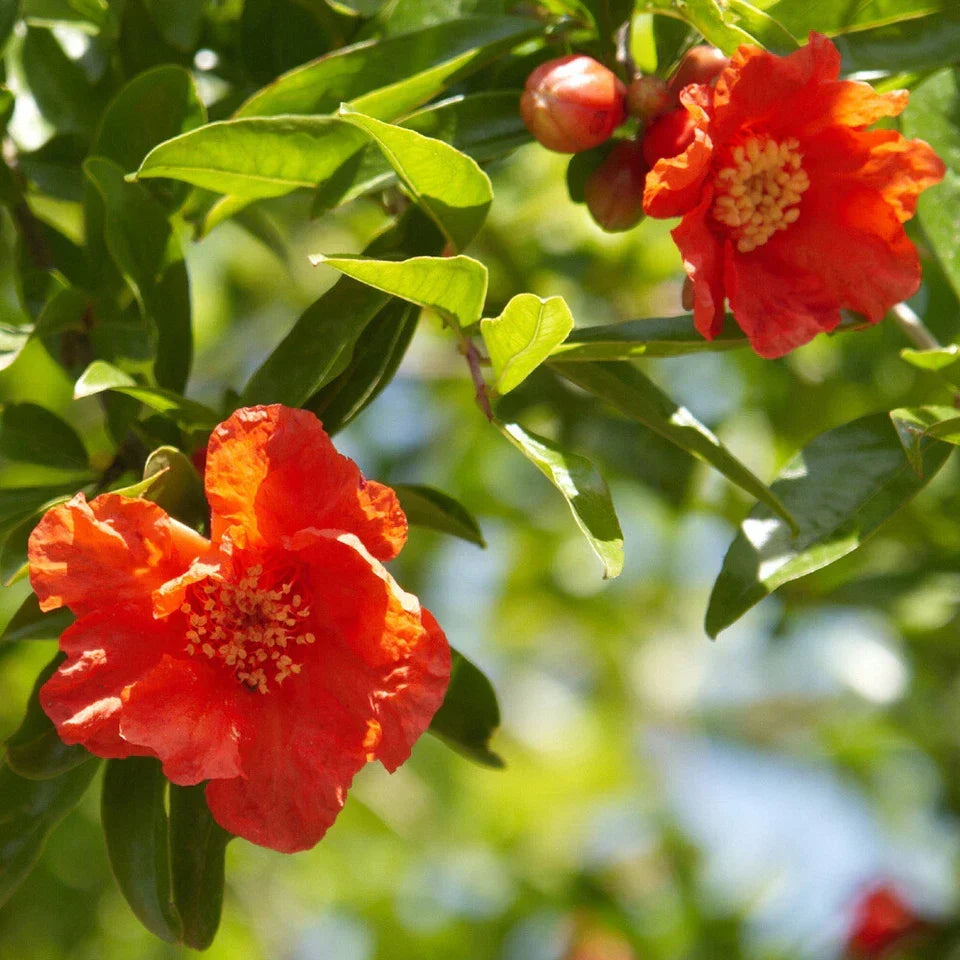 Dwarf Pomegranate Bush, Punica Nana, Hardy Compact Fruit Shrub,9cm Pot — alternate product view 2