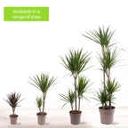 Dragon Tree Large Indoor House Plant Real Evergreen Tall Exotic Big Rare Plants — alternate product view 6