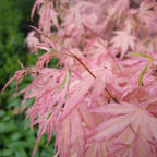 Acer palmatum Taylor - Japanese Maple — Large Outdoor Garden Ready Tree in Pot — alternate product view 6