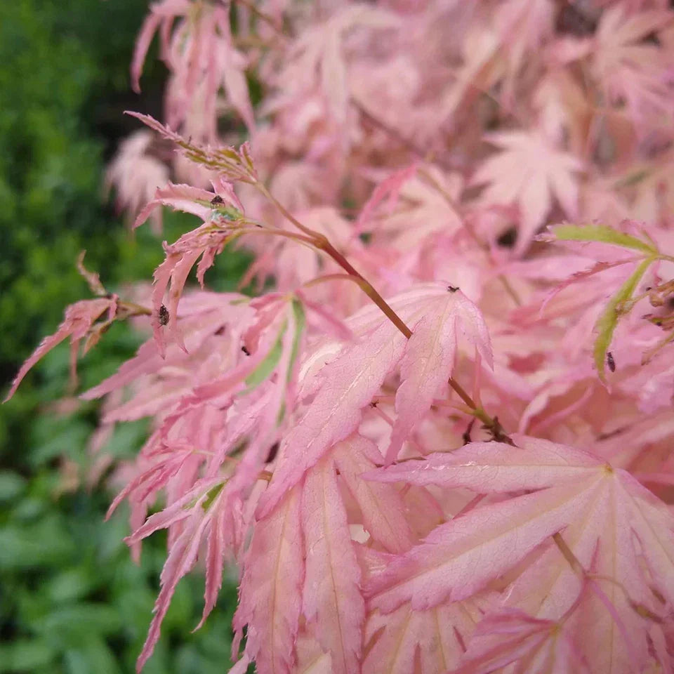 Acer palmatum Taylor - Japanese Maple — Large Outdoor Garden Ready Tree in Pot — alternate product view 6