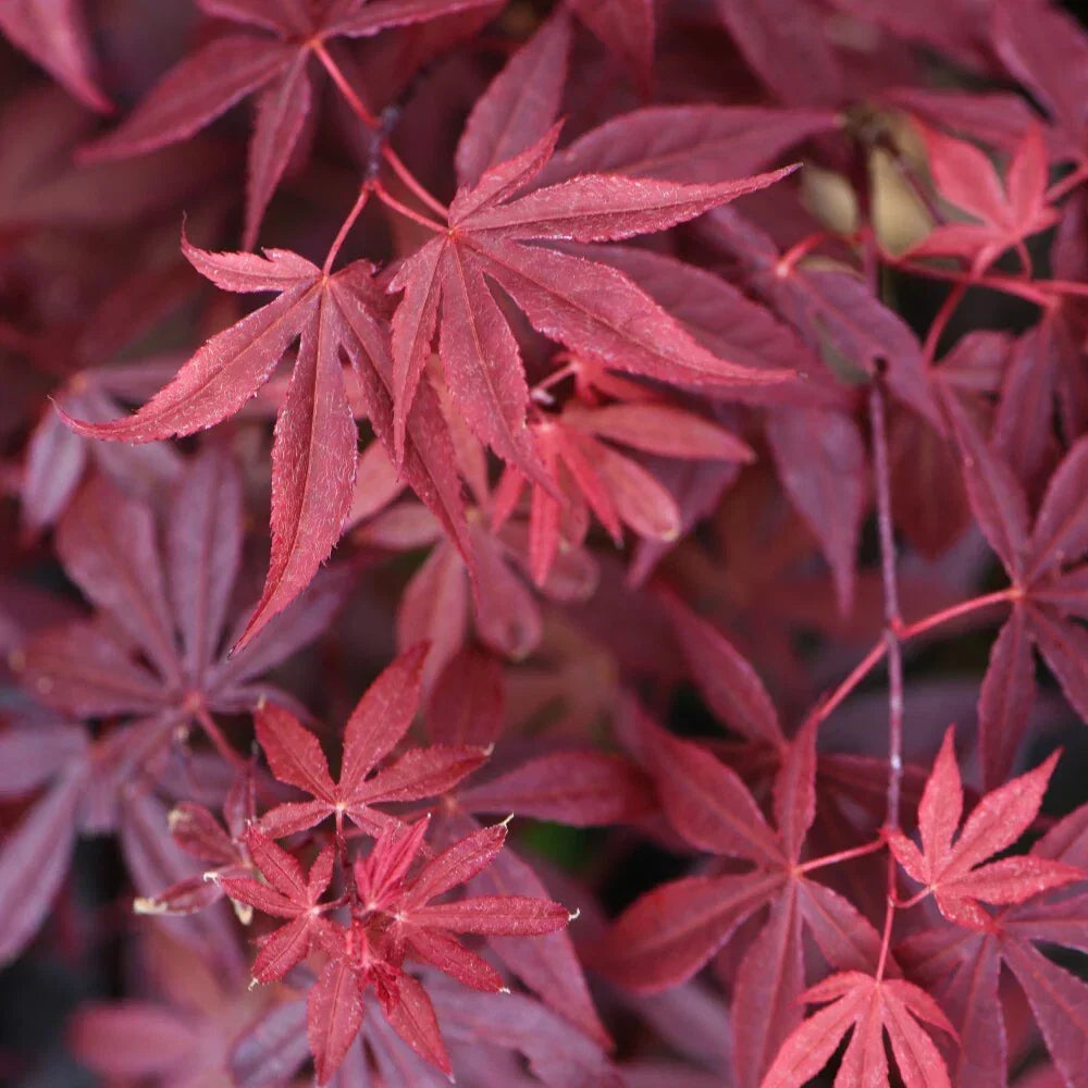 Acer Palmatum Atropurpureum Hardy Japanese Garden Maple Tree 9cm Plant Pot — alternate product view 2