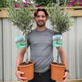 Large Olive Tree Plants x 2 Lollipop Olea Europea Evergreen 4L Pot 110-120cm — main product view