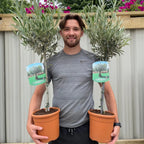 Large Olive Tree Plants x 2 Lollipop Olea Europea Evergreen 4L Pot 110-120cm — main product view