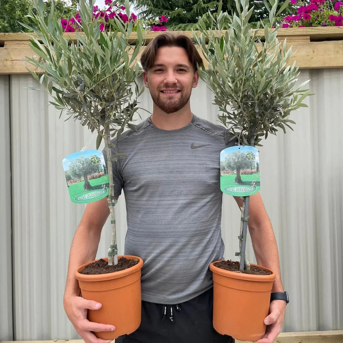 Large Olive Tree Plants x 2 Lollipop Olea Europea Evergreen 4L Pot 110-120cm — main product view