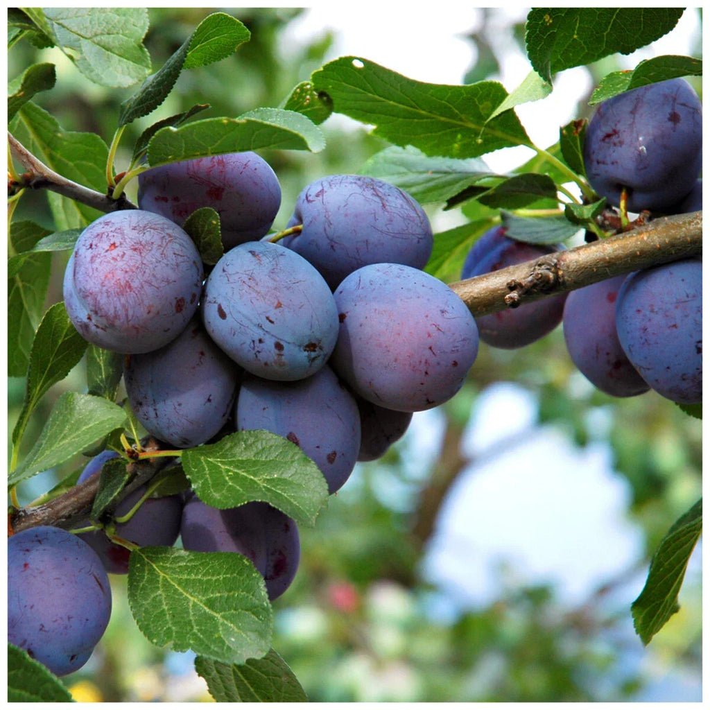 Czar Plum Tree 4-5ft Self Fertile,Ready to Fruit,Good For Cooking or Eating — main product view