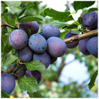 Czar Plum Tree 4-5ft Self Fertile,Ready to Fruit,Good For Cooking or Eating — main product view