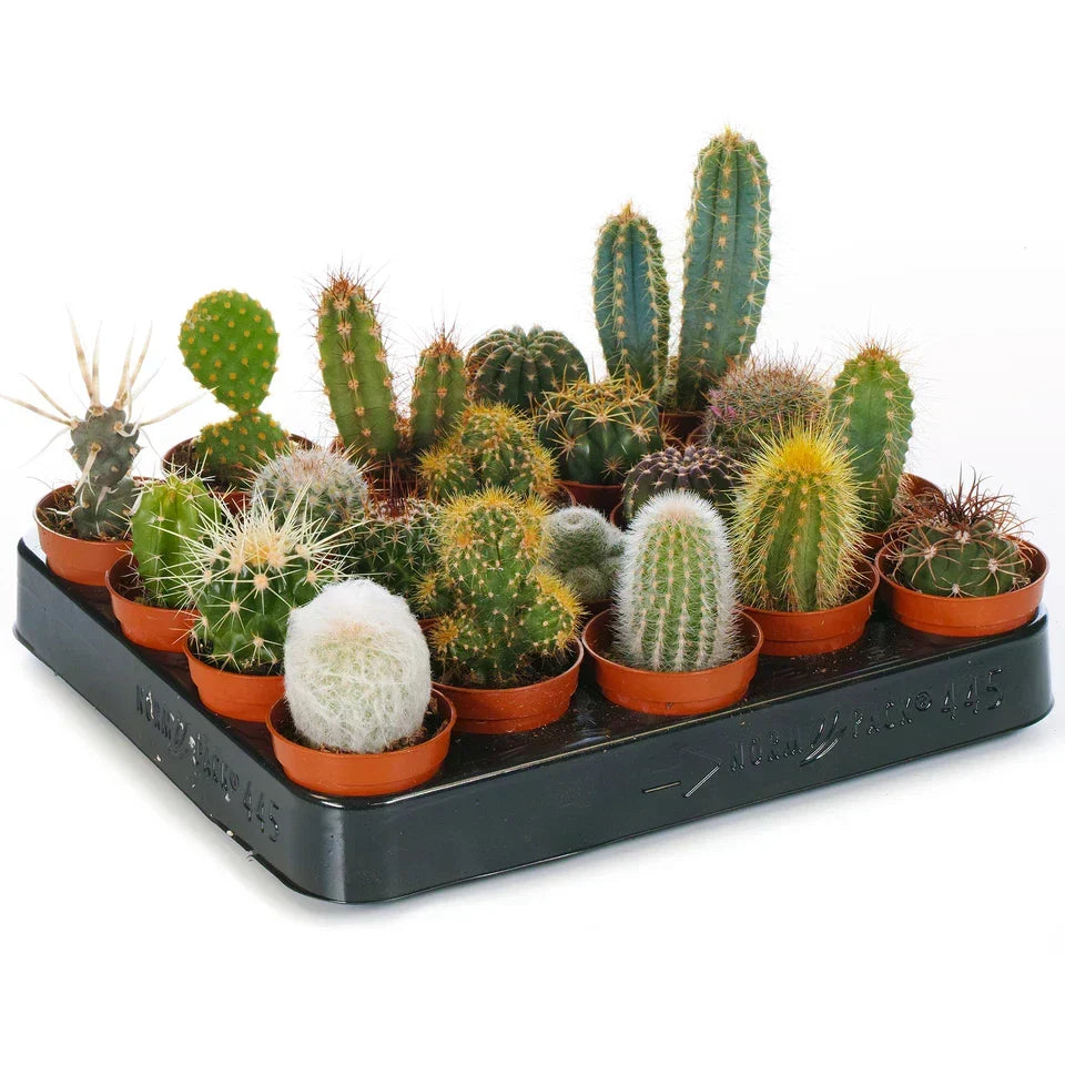Cactus Mix – 10 Live Indoor Plants for Home or Office — on a clean white background