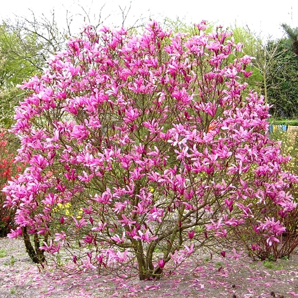 Pair Of Magnolia Betty Deciduous Hardy Garden Shrub Fuchsia Pink Flowers in 9cm Pot — alternate product view 6