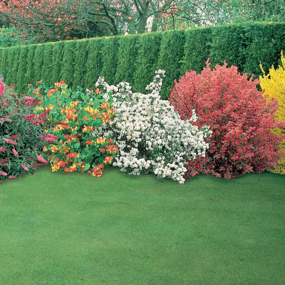 5 x Mixed Established Garden Shrubs In 9cm Pots — alternate product view 5