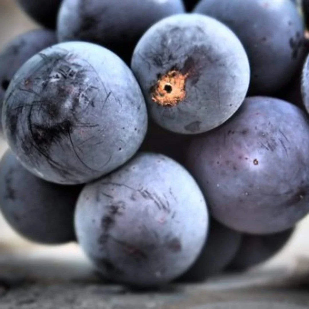 Grape Vanessa Seedless Outdoor Vine Climbing Early Season Plant Red Fruit — main product view