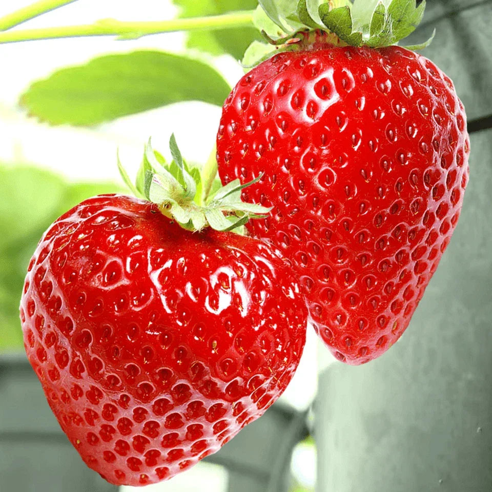 Strawberry Honeoye Fruit Plants - Hardy Garden Bushes in 9cm Pots — alternate product view 5