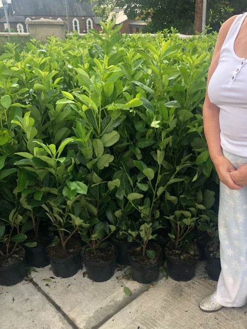 10 Cherry Laurel Hedging Evergreen Plant Fast Growth 3-4ft Large 4 Litre Pots — main product view