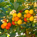 Arbutus unedo Compacta Plant in 9cm Pot - Easy Grow Strawberry Tree Garden Shrub — main product view