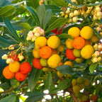 Arbutus unedo Compacta Plant in 9cm Pot - Easy Grow Strawberry Tree Garden Shrub — main product view