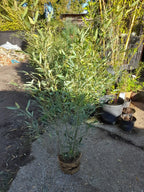 Phyllostachys bissetii bamboo clump screening JUMBO LIVE ROOT BALL approx 5-6ft — alternate product view 2