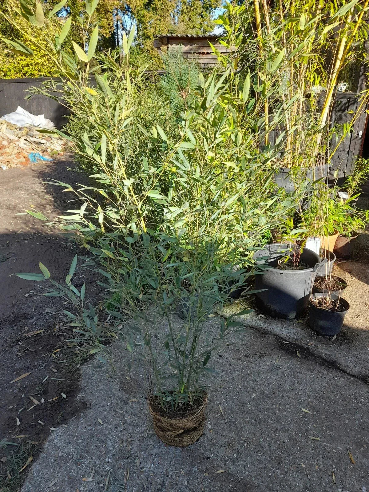 Phyllostachys bissetii bamboo clump screening JUMBO LIVE ROOT BALL approx 5-6ft — alternate product view 2