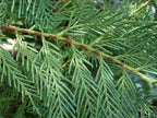10x Large 4-5ft Green Leylandii Evergreen Hedging Plants - 3L Potted — alternate product view 2