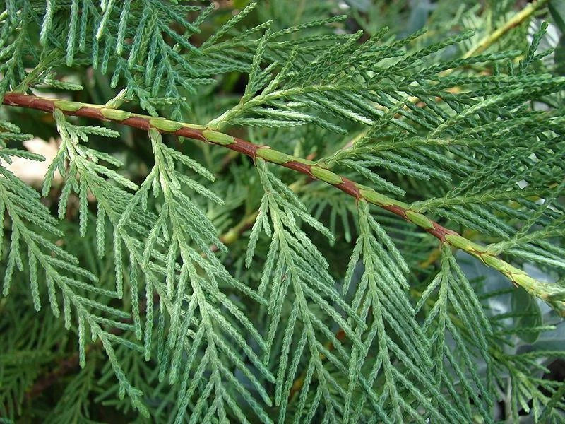 10x Large 4-5ft Green Leylandii Evergreen Hedging Plants - 3L Potted — alternate product view 2