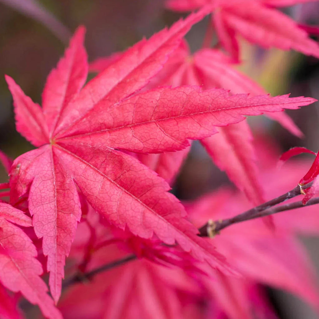 Acer palmatum 'Beni-Maiko' — Japanese Maple Deciduous Garden Plant Tree in Pot — alternate product view 3