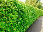 100 Cherry Laurel Hedging 40-60cm Tall Potted — alternate product view 9