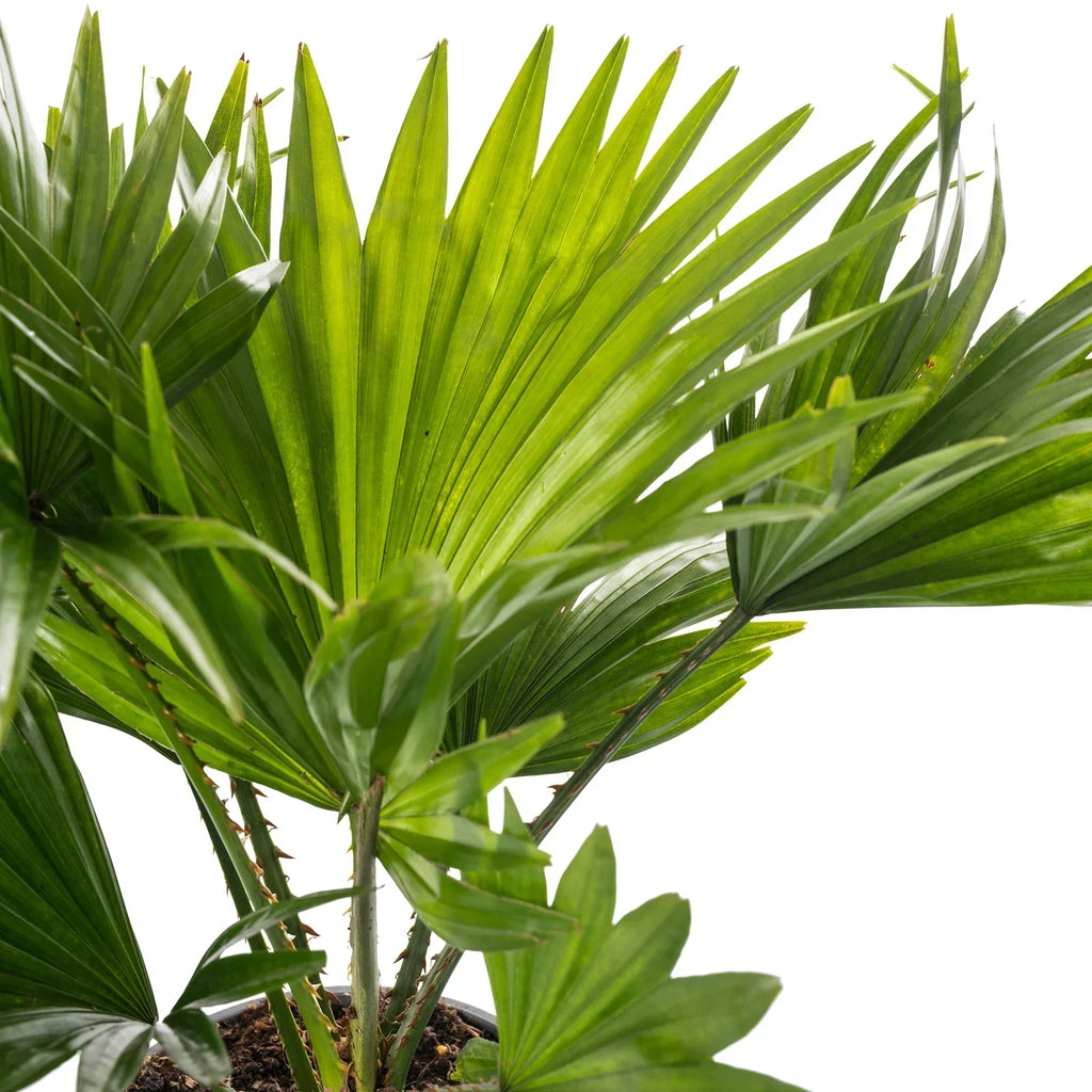 Livistona Fan Palm Large Indoor Tropical House Plant Real Evergreen Tall Plants — alternate product view 4