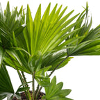 Livistona Fan Palm Large Indoor Tropical House Plant Real Evergreen Tall Plants — alternate product view 4