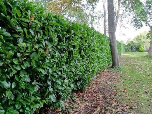 25x Laurel Garden Evergreen hedge plants bare root hedging 3-4ft — alternate product view 2
