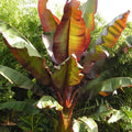 Ensete ventricosum Maurelii - Red Abyssinian Banana - Plant in 10.5 cm Pot — alternate product view 2