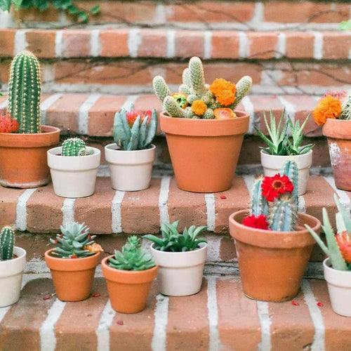 10 Mixed Indoor Plants - 5 Succulents & 5 Cactus Mini Houseplants in 5.5cm Pots — main product view
