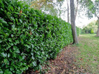 10 Cherry Laurel Evergreen bare root hedge plants 60-90cm (2-3ft) — alternate product view 4