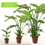Strelitzia Nicolai Large Indoor House Plant Real Evergreen Tall Exotic Plants — alternate product view 5