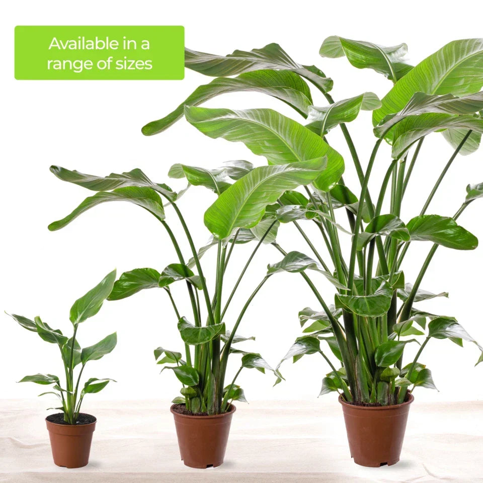 Strelitzia Nicolai Large Indoor House Plant Real Evergreen Tall Exotic Plants — alternate product view 5