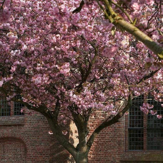 Prunus serrulata Kanzan Japanese Cherry Blossom Tree Ornamental Garden plant (4-5ft,9L Pot) — alternate product view 4