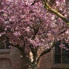 Prunus serrulata Kanzan Japanese Cherry Blossom Tree Ornamental Garden plant (4-5ft,9L Pot) — alternate product view 4