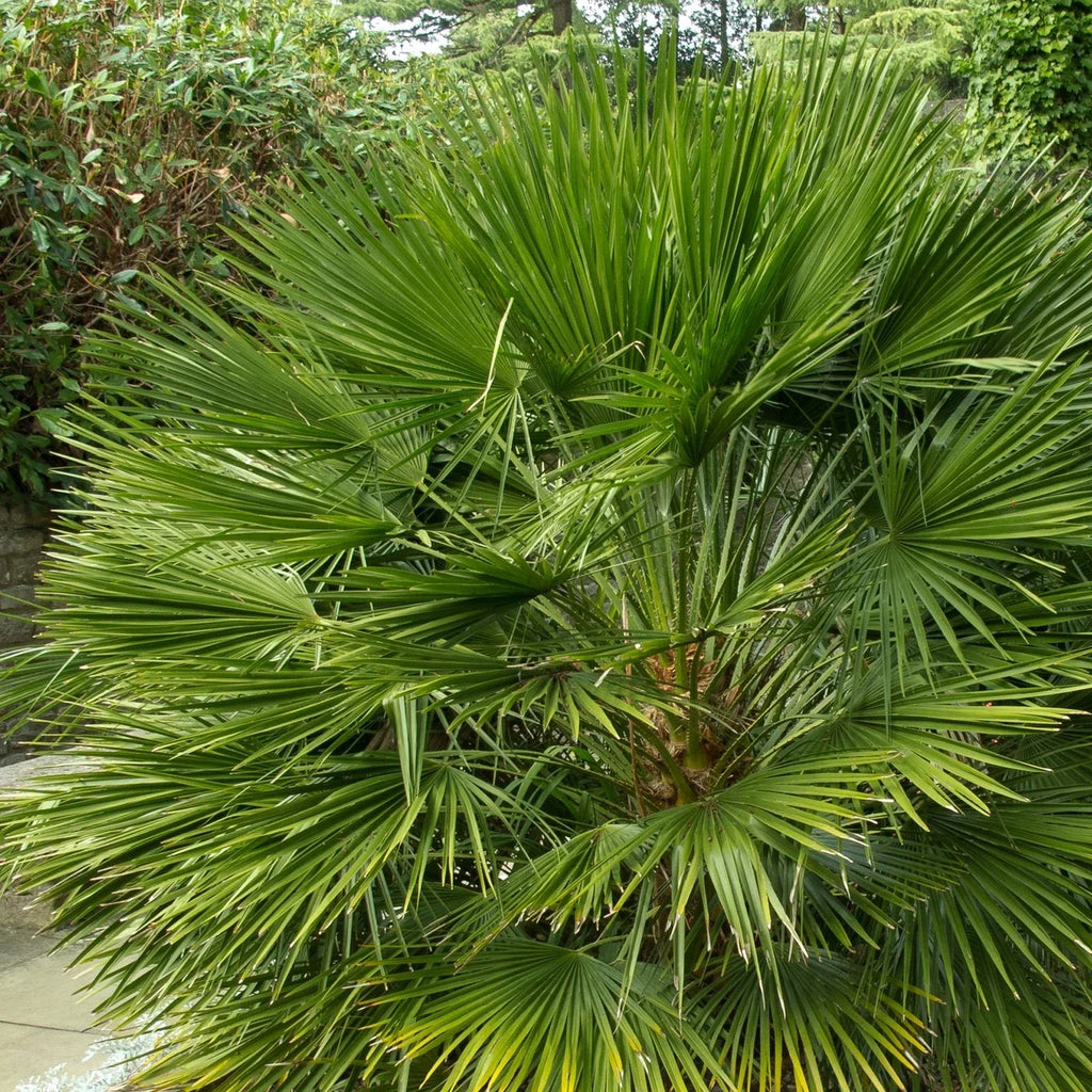 Hardy Fan Palm Chamaerops humilis 60-80cm Tall Bushy incl.pot — alternate product view 4