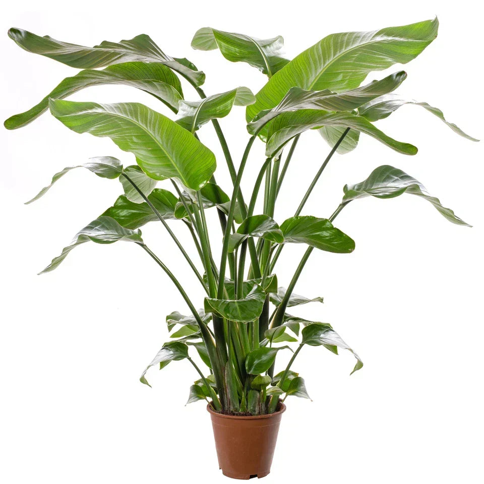 Strelitzia Nicolai Large Indoor House Plant Real Evergreen Tall Exotic Plants — alternate product view 4