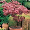 Acer 'Atropurpureum' palmatum Japanese Maple Deciduous Garden Plant In Pot — main product view