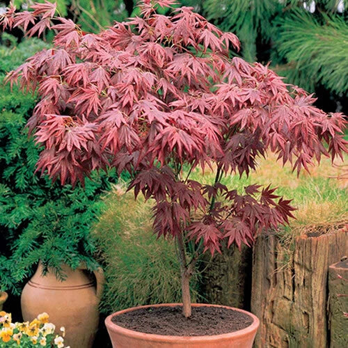 Acer 'Atropurpureum' palmatum Japanese Maple Deciduous Garden Plant In Pot — main product view