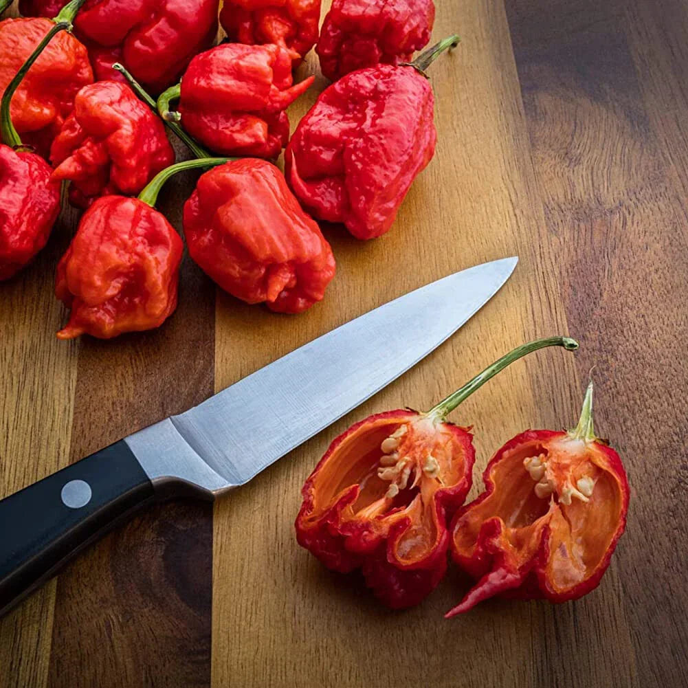 Chilli Plants - 'Carolina Reaper' - 3 x Large Plug Plant Pack — alternate product view 4