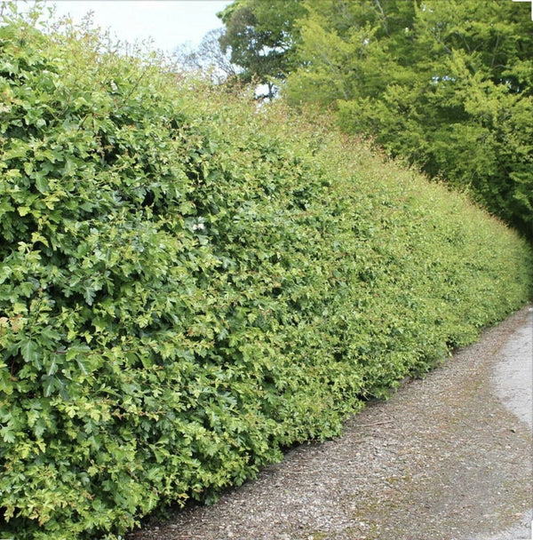 10x Hawthorn Hedging Plants, Wildlife Friendly 2-3ft In 1L Pot, Hawthorne Hedges — alternate product view 5