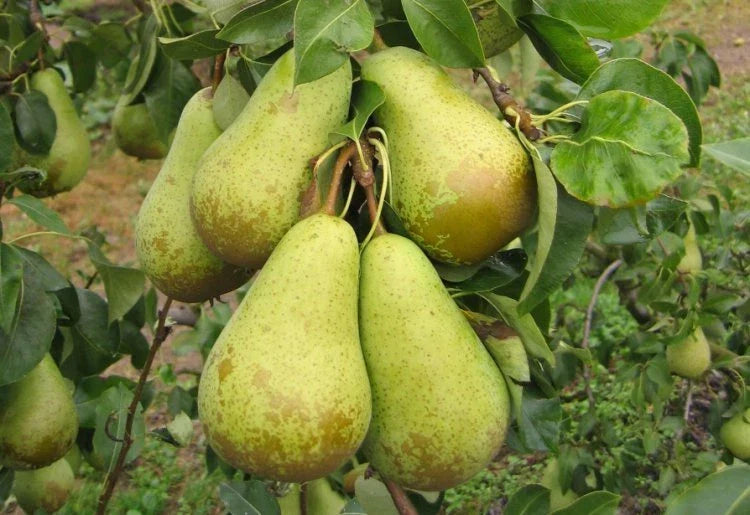 Conference Pear Tree 4-5ft Tall, Self-Fertile & Heavy Cropper, Ready to Fruit — alternate product view 3
