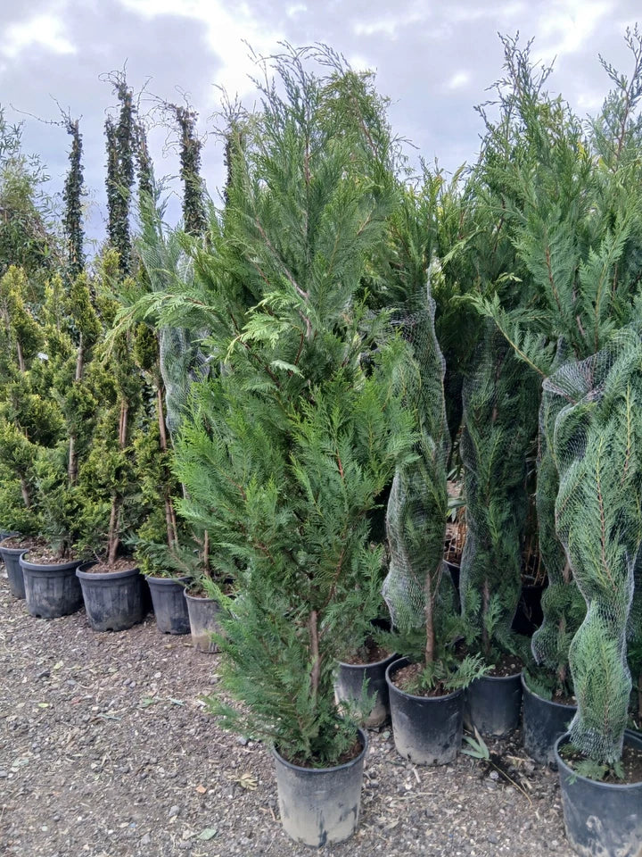 Leylandii Hedging Plants 20L Amazing Quality Quick Growing Approx 200cm — alternate product view 2