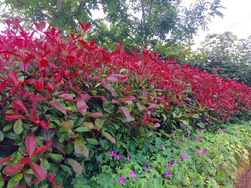 10 Red Robin Hedging Photinia Evergreen Plants Fast Growing 25-40cm Potted — alternate product view 2