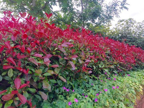 10 Red Robin Hedging Photinia Evergreen Plants Fast Growing 25-40cm Potted — alternate product view 2