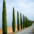 Pair of Italian Cypress Trees 90-120cm Tall, Ornamental Evergreen Shrubs Potted — alternate product view 4