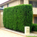 10 Green Leylandii Hedging Evergreen Conifer Plants Fast Growing 40-60cm Potted — alternate product view 2